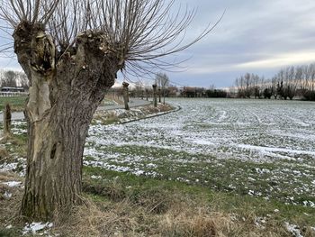 Bare tree on snow covered field against sky