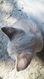 High angle view of cat