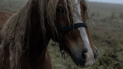 Horse standing on field
