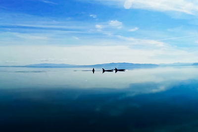 Birds flying in the sky