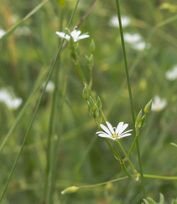 Close-up of white flowering plant on field