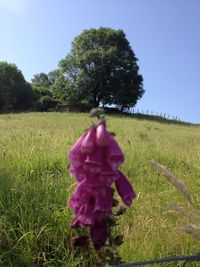 Full length of woman walking on grassy field