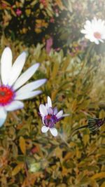 Close-up of pink flower blooming outdoors