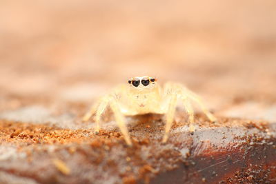 Close-up of spider