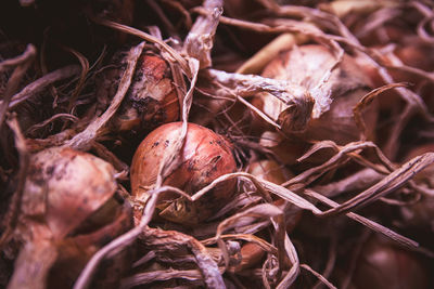 Close-up of dried for sale