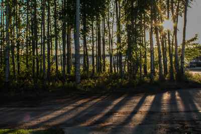 Empty road along trees in forest