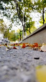 Surface level of leaves on footpath