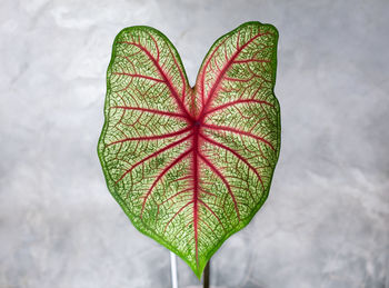 Close-up of heart shape leaves