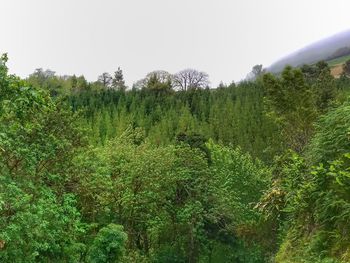 Scenic view of green landscape