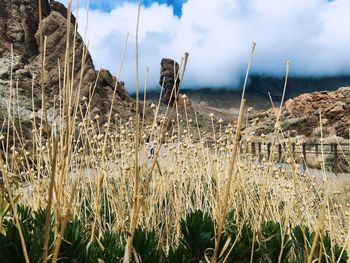 Close-up of plants on field against sky