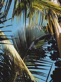 Low angle view of palm trees against clear sky