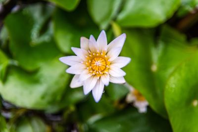 Close-up of white flower