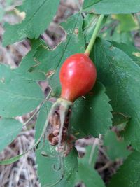 Close-up of berries growing on plant