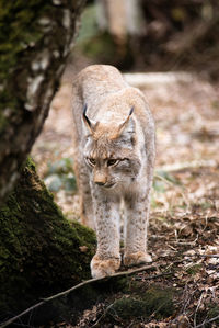 Cat in a forest