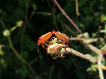 Close-up of insect on plant