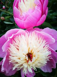 Close-up of pink flowers blooming outdoors