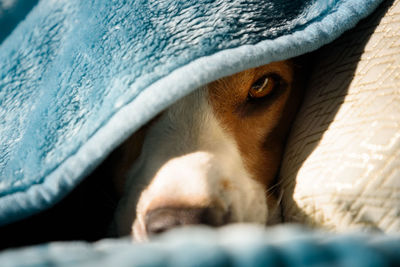 Close-up portrait of a dog