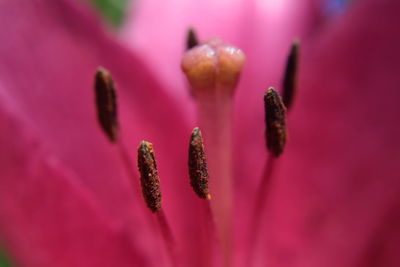 Close-up of pink flower blooming outdoors