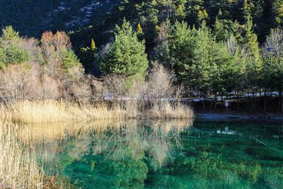 Plants growing in a lake