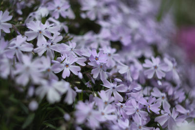 Close up of phlox flowers