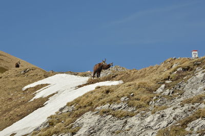 View of a horse standing on rock