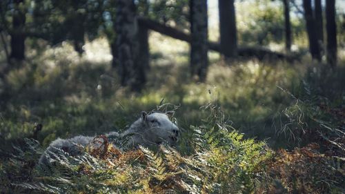 Close-up of bird on grass in forest