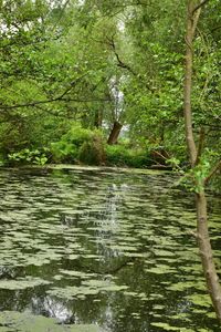 Scenic view of lake in forest