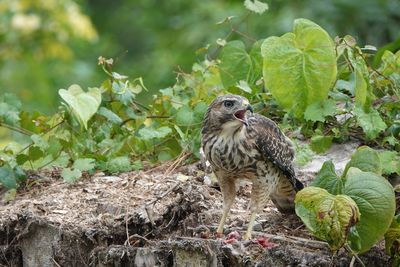 Bird perching on a plant