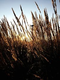 Close-up of stalks in field against sky