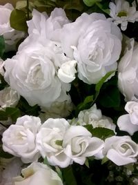 Close-up of white rose blooming outdoors