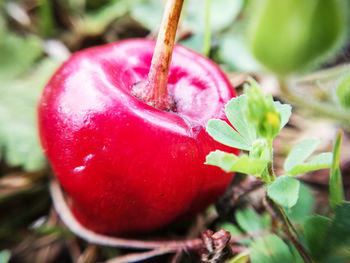 Close-up of apple on plant