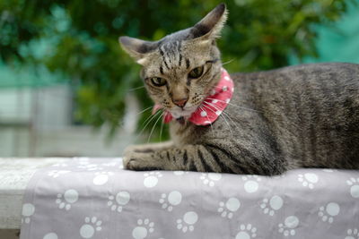 Close-up portrait of a cat
