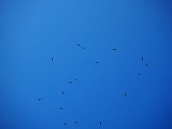 Low angle view of birds flying in sky