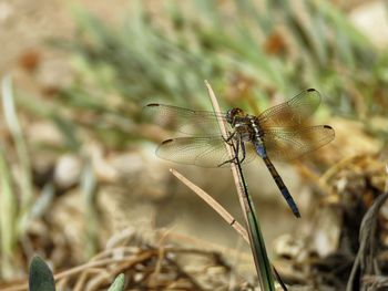 Close-up of dragonfly on plant