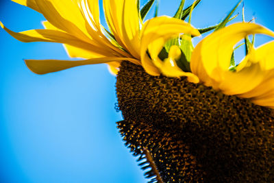 Close-up of sunflower