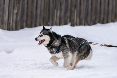 Dog on snow covered land