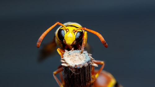 Close-up of insect pollinating flower