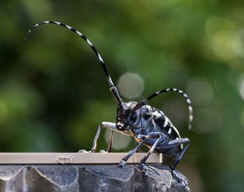 Asian long horned beetle 