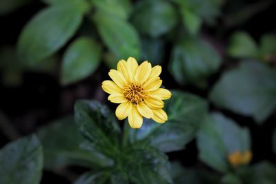 Close-up of yellow flower blooming outdoors