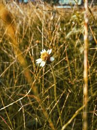 Close-up of white flowering plant on field