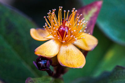 Close-up of yellow flowering plant