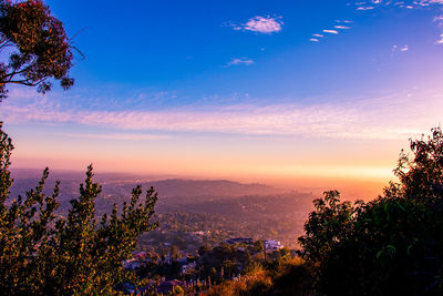 Plants and trees against sky during sunset