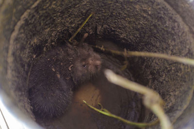 Close-up of squirrel