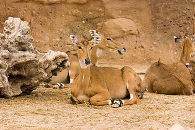 Sheep in a desert