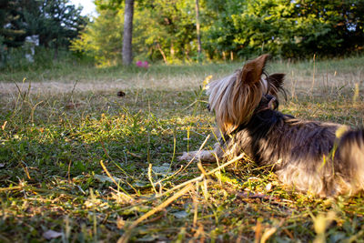 View of a dog on field