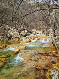 Bare trees by river in forest
