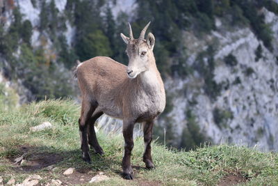 Capricorn standing on field