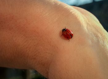 Close-up of ladybug on hand