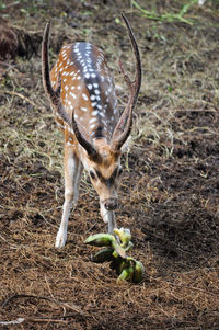 In this photo there is an adult spotted deer eating a banana
