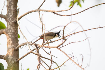 Low angle view of bird perching on branch